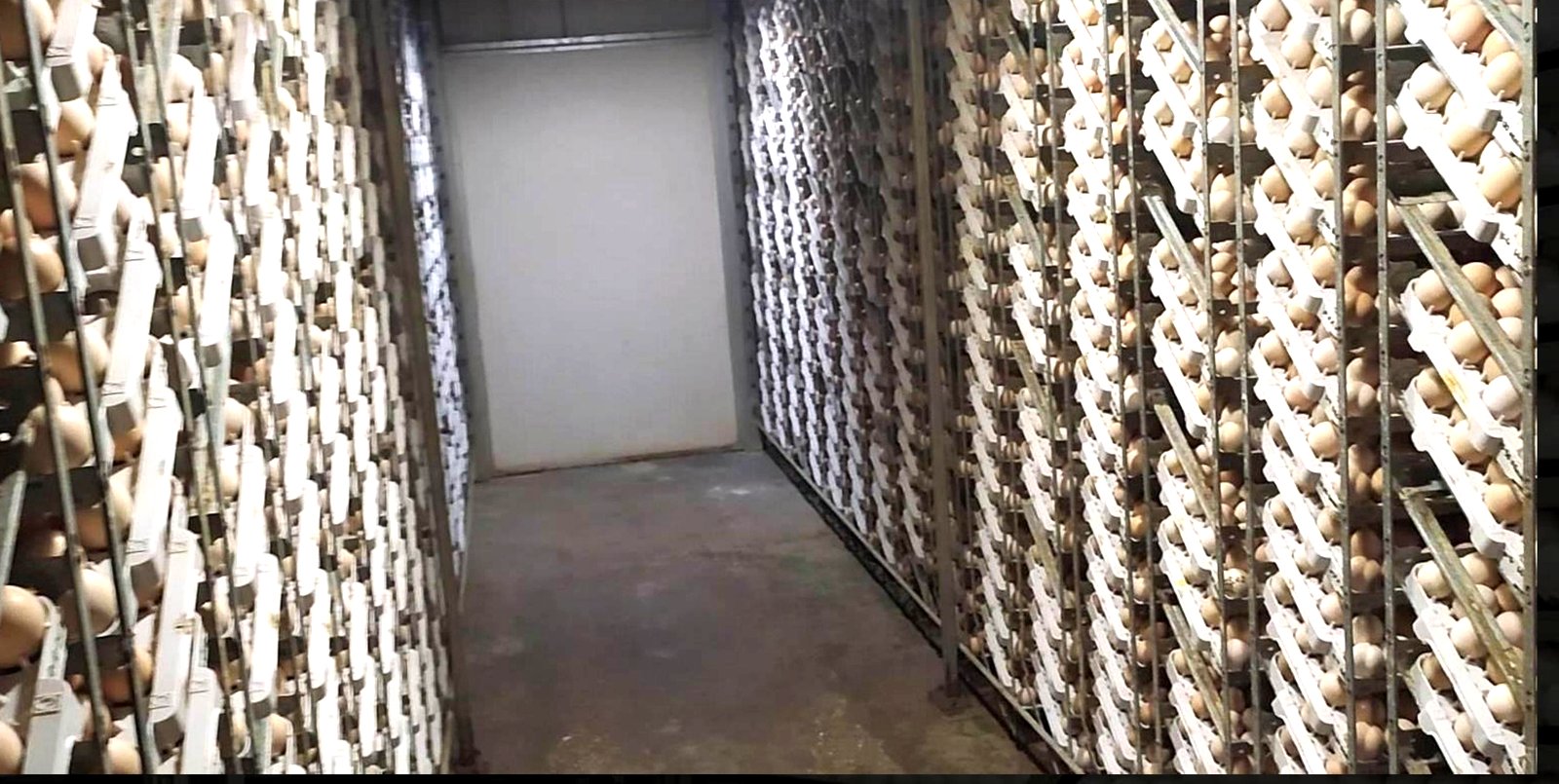 Hatchery automation incubation room with egg racks