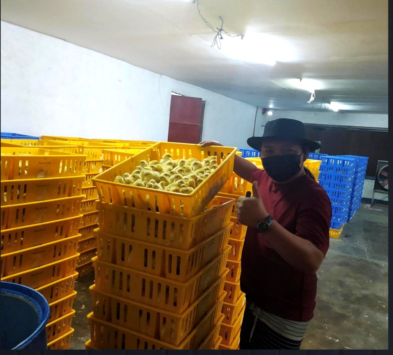 Day-old chicks in trays at the Nutriva Agri-Ventures hatchery facility